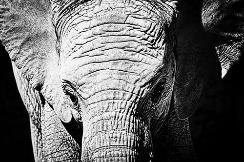 Olifant