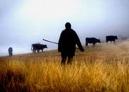 Shepherd herding cow in deserted area of Georgia par Anne Hana Aperçu