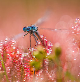 Libelle im Sonnentau von fotografie  en art from the heart