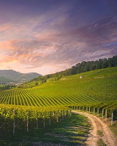 Weinbergweg mit Blick auf Barolo und La Morra in den Langhe