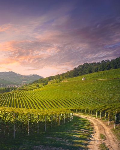 Wijnpad met uitzicht op Barolo en La Morra in de Langhe