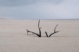 art of nature by Nienke Stegeman