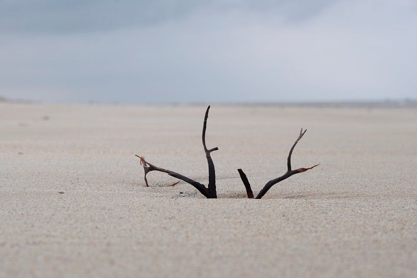 art of nature van Nienke Stegeman