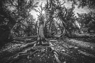 Les plus vieux arbres du monde par Loris Photography Aperçu