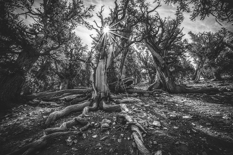 Les plus vieux arbres du monde par Loris Photography