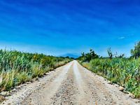 Landweg onder blauwe hemel in Camargue Frankrijk