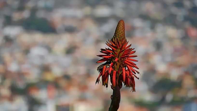 Eidechse in Agavenblüte auf Madeira von Timon Schneider