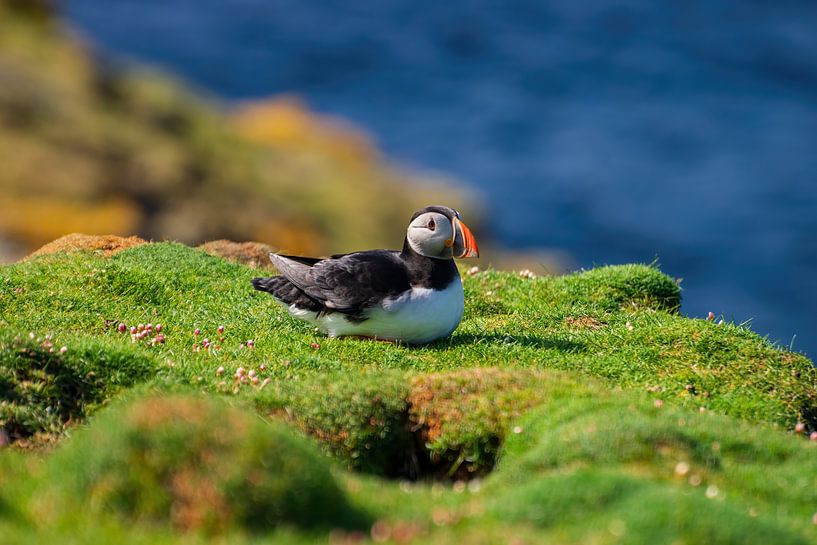 Papageientaucher von Merijn Loch