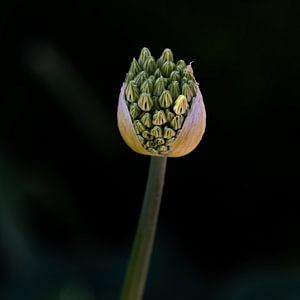 Allium bourgeonnant dans un vert subtil