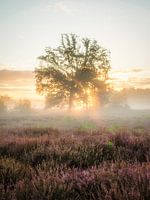 Welcome sunlight