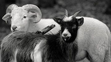 Alte Sorten von Sabrina de Vries