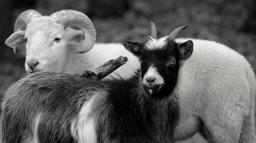 Oude rassen van Sabrina de Vries