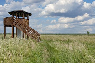 Uitkijktoren in het natuurreservaat Katinger Watt