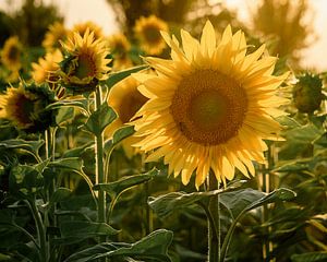 Sunflower in field by Bild.Konserve