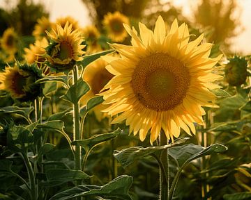 Sonnenblume im Feld von Bild.Konserve