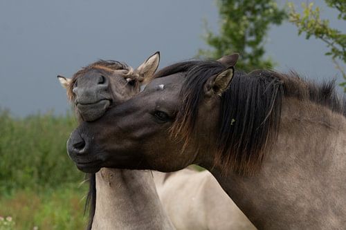 Câlins aux chevaux koniks à Oostvaardersplassen