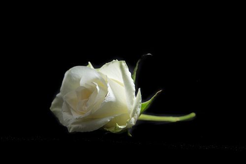 rose by Beernt Sietsma