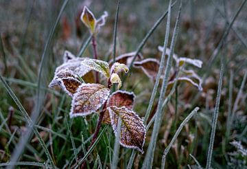 Schöner Frost auf dem Boden von Chihong