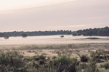 morning dew central netherlands