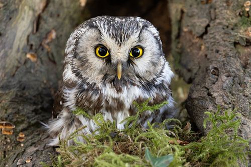 Long-eared owl in the woods