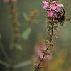 Macro van mooie Hommel op roze Echte Gamander bloem van Wildlife Designs