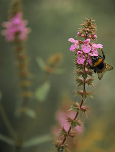 Macro van mooie Hommel op roze Echte Gamander bloem