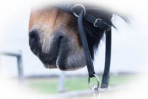 Equine