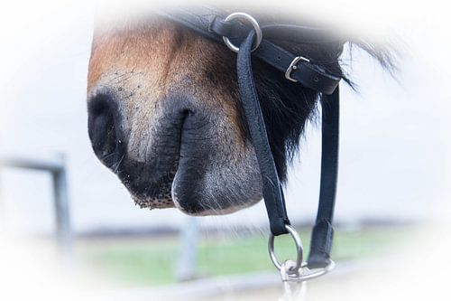 Equine sur Michel Derksen