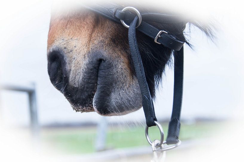 Equine by Michel Derksen