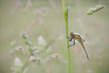 Four-spot awakens by Gea Veldhuizen