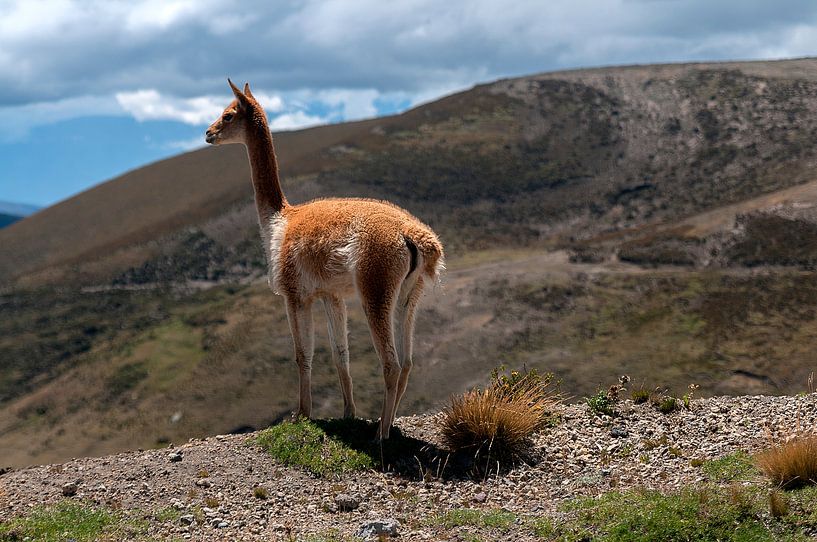 Alpaca von Maarten Verhees