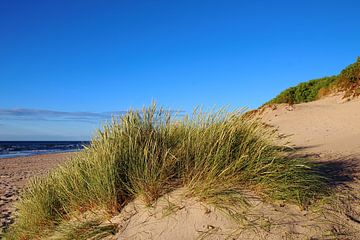 Autumn dunes