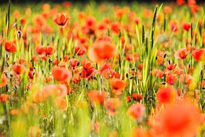 ein Feld voller Mohnblumen von Berend-Jan Bel