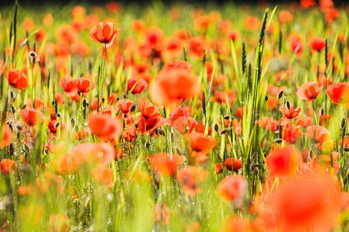 field of poppy's