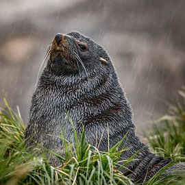 Bearded seal on South Georgia by Ron van der Stappen