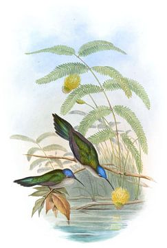 Wedge-staart Sabre-Wing, John Gould van Hummingbirds
