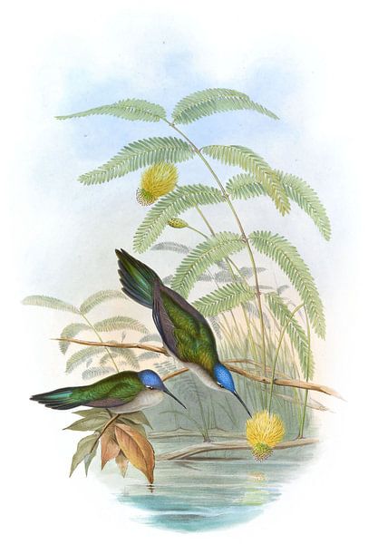 Wedge-staart Sabre-Wing, John Gould van Hummingbirds