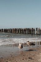 Pair of Seagulls on the beach in Domburg