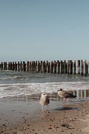 Pair of Seagulls on the beach in Domburg by Valeska Mensonides Fotografie