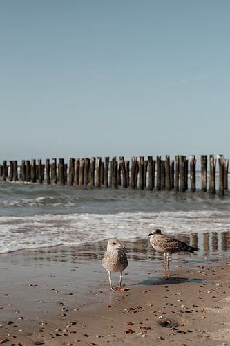 Pair of Seagulls on the beach in Domburg