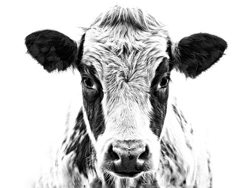 Portret van een koe
