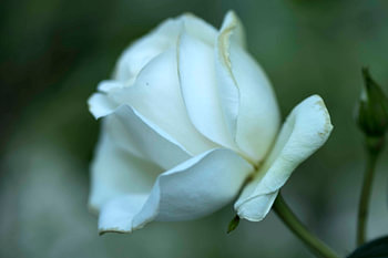 Weiße Rose in der Knospe