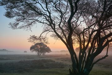 Sunrise on the heath by Ad Jekel