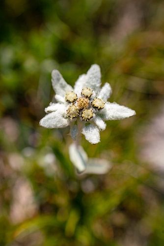 Edelweiss in Zuid-Tirol