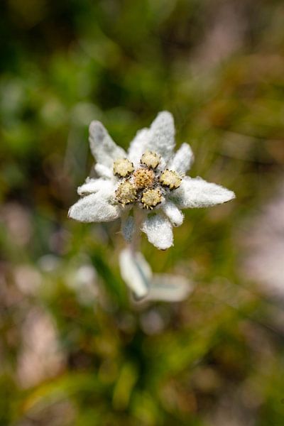 Edelweiss in Zuid-Tirol van Leo Schindzielorz