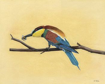 Bienenfresser, Merops apiaster