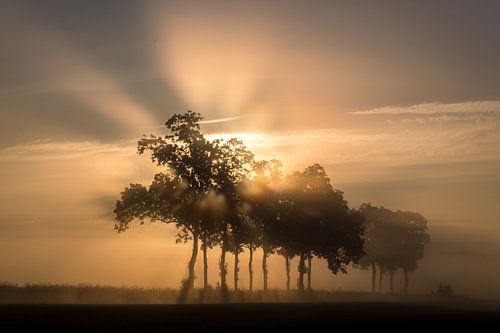 Sprookjesachtige mistige zonsopkomst bij bomen