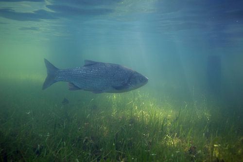 Das Wetter schwimmt auf überfluteten Wiesen und landet im Fluss.