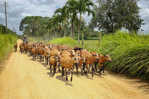 Mobiele geitenhoeder in Suriname