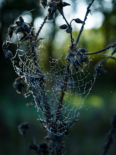 Dew on the web